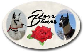 Harlequin great dane puppies colorado. Rose Great Danes Puppies Harlequin Black Mantle Merle
