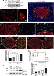 Image result for Hypoxis sp. A (as per FZ 12-3)