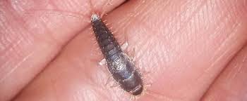 Bed bugs tend to stay in and around the bedding area and feed on your blood at night. Orange County Residents Need To Get Rid Of Silverfish Orange County Pest Control