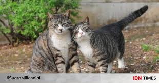 Kucing persia dikenal sebagai salah satu jenis kucing yang paling populer di seluruh dunia. Kucing 101 Asal Usul Pola Tabby Pada Kucing