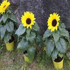 Kecambah biasanya mulai muncul dalam 2 bulan lamanya, itu baru waktu berkecambahnya belum lagi hingga masa berbunganya. Bunga Matahari Merendam Bijinya Benih Andra Farm