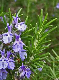 Image result for Rosmarinus officinalis