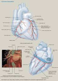 But each diagonal has two ends, so this would count each one twice. Posterior Interventricular Artery An Overview Sciencedirect Topics