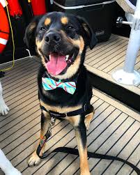 Smittythepup Dog Dog Education Puppy Click On The Link Below To Educate Your Dogs Easily Your Dog Dogs Dog Training