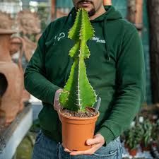 Image result for Euphorbia cooperi