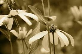 Also found many other woodland staple flowers, along with the novelty of the ledges rock formations and caves (not open the day we. Wieting Family Funeral Home Resources