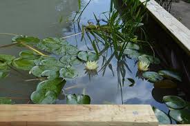 Choisissez parmi des contenus premium frogs in pond de la plus haute qualité. Home Built Koi Pond 2 Hometalk