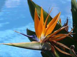 Image result for Strelitzia caudata