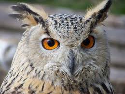 Owl By Lidial On Deviantart Owl Beautiful Owl Art