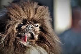 That crested is really ugly, i read they were breed as lap dogs to warm the arthritis pain in their. World S Ugliest Dog Advocate Adopt Adore Our Community Gathering Place