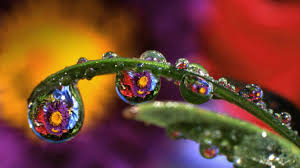 Even if flower photography wasn't part of you getting bitten by the have you seen the world around you reflected in a drop of dew? Flower In The Water Drops Miniworlds