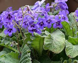 Image result for Streptocarpus myoporoides