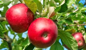 We did not find results for: Bibit Apel Atau Bibit Buah Apel Budidaya Yang Banyak Manfaat