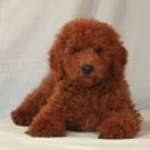 Rankin Poodles – miniature poodle breeder