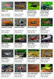 Fuente Shrimpery Com Freshwater Aquarium Fish Tropical Freshwater Fish Freshwater Aquarium Shrimp