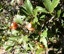 Image result for Ochna pretoriensis