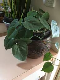 I Love Philodendron Cordatum Great Indoors For Trailing Plants Pothos Plant Indoor Plants
