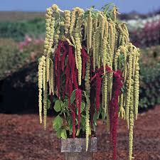 Image result for Amaranthus caudatus