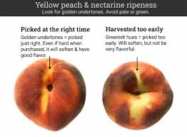 We did not find results for: Nectarines Everything You Need To Know Ask The Food Geek