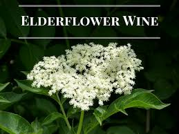 Consider adding this to your garden for visual interest, flowers, and berries. Elderflower Wine Recipe Light To Medium Bodied