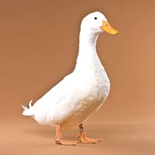 Ducklings Pekin