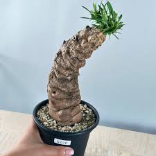 Image result for Euphorbia mlanjeana