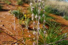 Image result for Digitaria compressa