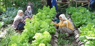 Tanaman buah, berkebun di pekarangan rumah. Sambutan Terhadap Kurikulum Pagi Bercocok Tanam Di Halaman Rumah Makin Meluas Gerakan Masyarakat Mandiri