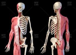 Maybe you would like to learn more about one of these? Male Anatomy Stock Photos Offset