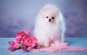 Check spelling or type a new query. Wallpaper White Look Flowers Pose Background Blue Portrait Dog Bouquet Fluffy Baby Muzzle Cute Puppy Fabric Pink Images For Desktop Section Sobaki Download