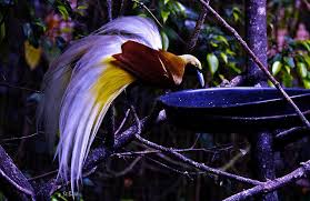 Bird Of Paradise Images Bird Of Paradise Paradisaea Minor Birds Of Paradise Purple Bird Beautiful Birds