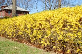 Many shrubs are suitable for use as a hedge. Non Deciduous Flowering Shrubs Shefalitayal