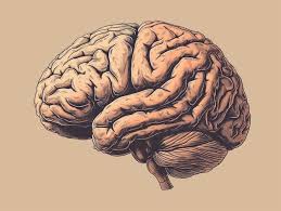 Behavioral Assessments