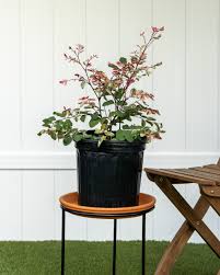 Unfortunately, the ambient air tends to stay moist during most seasons, a condition which makes cacti unhappy. Buy Breynia Disticha Snow On The Mountain Snowbush Free Shipping Over 100