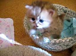 Pemilik kucing ini mula merasa sangsi dan ingin tahu akan. Anak Kucing Yang Sangat Comel Youtube