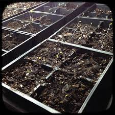 While the seedlings are growing, choose a spot in the garden that receives full sun to part shade and prepare the planting area well by digging in yates dynamic lifter soil improver. Why You Should Grow Pansies From Seed Frau Zinnie