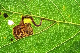 Image result for Stigmella confusella