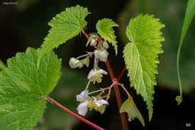 Image result for Begonia rostrata