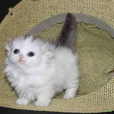 They are bred for lovable personalities, and munchkins come in all colors and patterns including; Usa Sebule Com Munchkin Cats For Sale Usa Munchkin Cat Munchkin Kitten Munchkin Kittens For Sale
