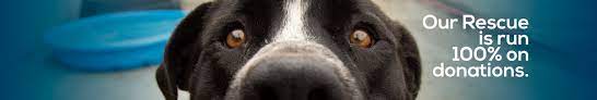 Hours may change under current circumstances Unleashed Pet Rescue And Adoption Linkedin