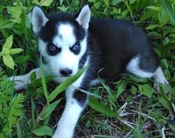 Siberian husky puppies for sale and breeders in alabama (al) siberian husky puppies for sale in alabama. Akc Siberian Husky Puppy Female Black White Blue Eyes Ready Now For Sale In Peebles Ohio Classified Americanlisted Com