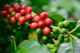 The word coffee entered the english language in 1582 via the dutch koffie, borrowed from the ottoman turkish kahve (قهوه), borrowed in. History Of Coffee Surprising Facts About Coffee And Caffeine
