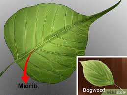 Online since 2002 · larger plants & trees · unbeatable prices 3 Ways To Identify Trees By Leaves Wikihow