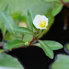 Image result for Ludwigia adscendens
