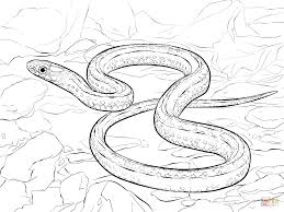 1200 x 900 png 58 кб. Eastern Diamondback Rattlesnake Coloring Page Free Coloring Library