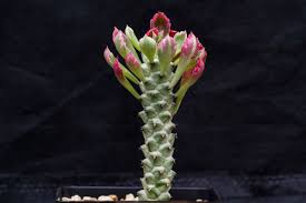 Image result for Monadenium