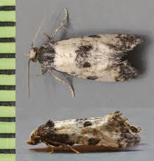 Image result for Cochylidia implicitana