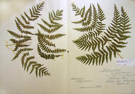 Image result for Histiopteris