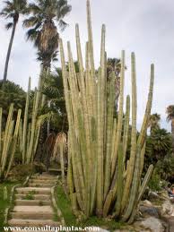 Image result for Lophocereus marginatus