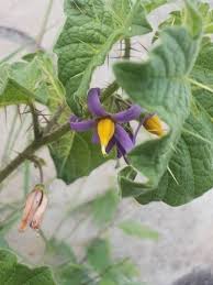 Image result for Solanum anguivi